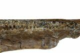 Hadrosaur (Edmontosaurus) Maxilla With Teeth - Montana #176349-4
